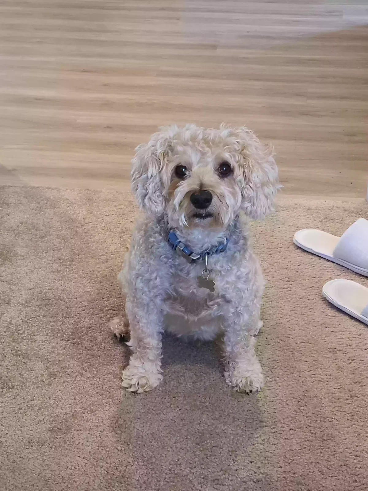 Lost dog in Visalia, CA, 93291