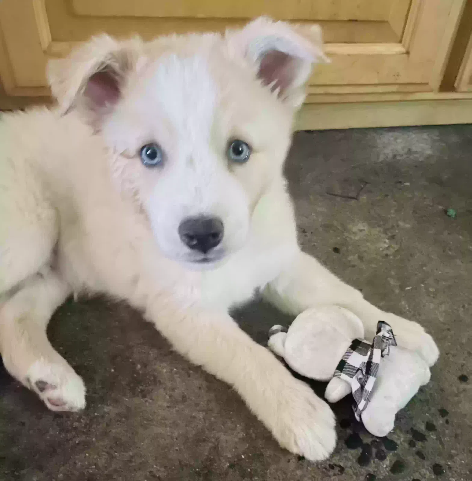 Lost dog in San Diego, CA, 92105