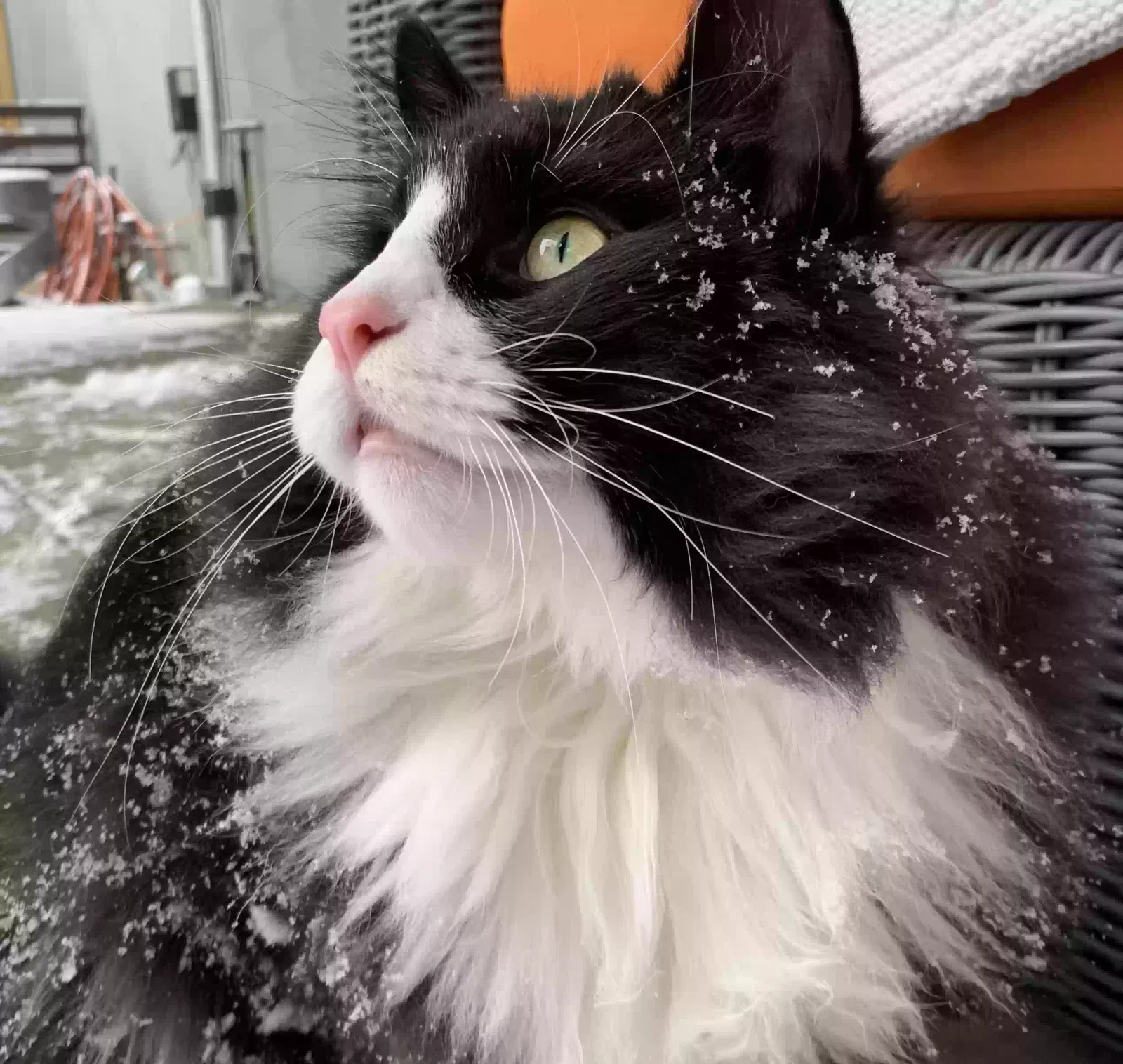 Lost cat in Denver, CO, 80223