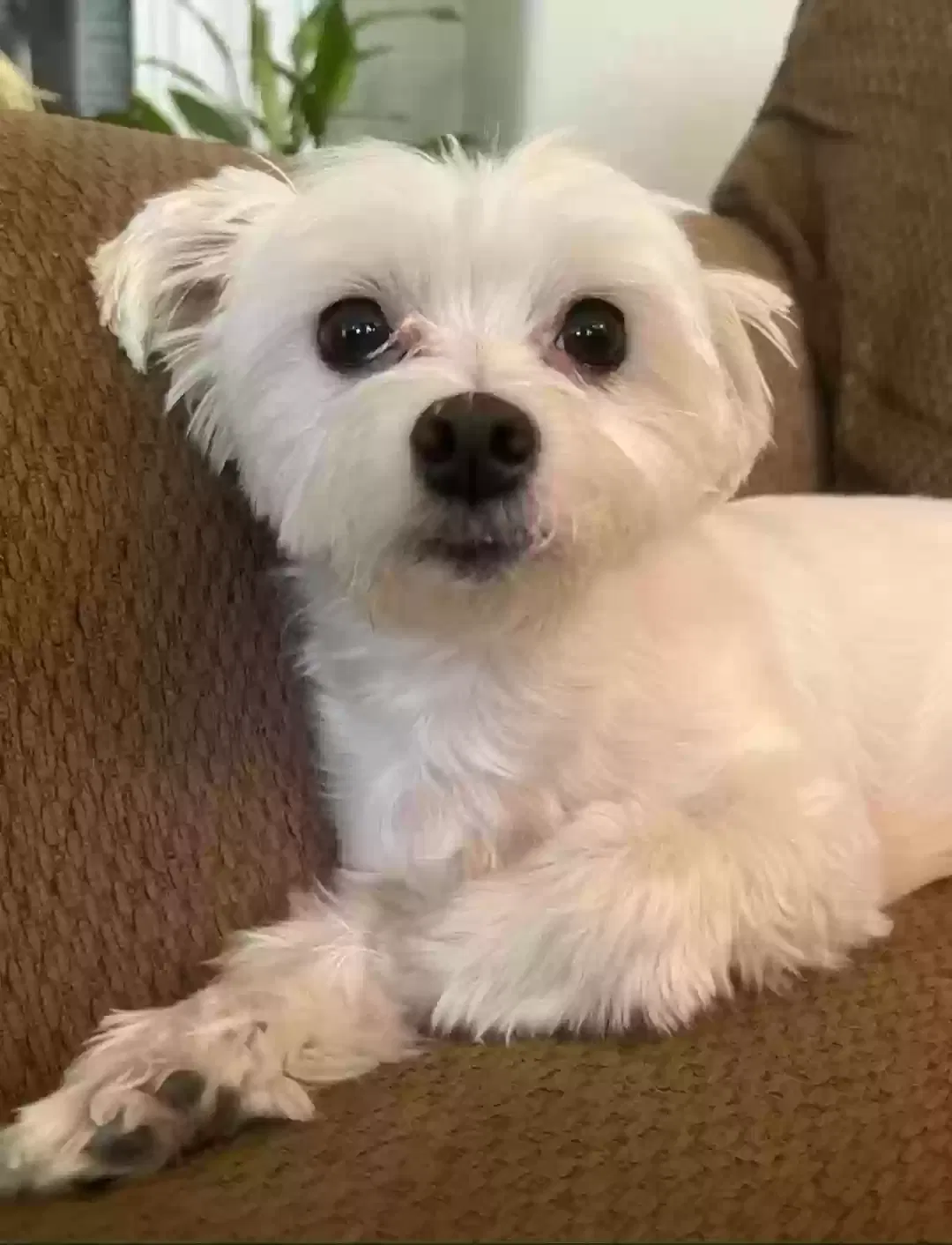 Lost dog in Menifee, CA, 92584
