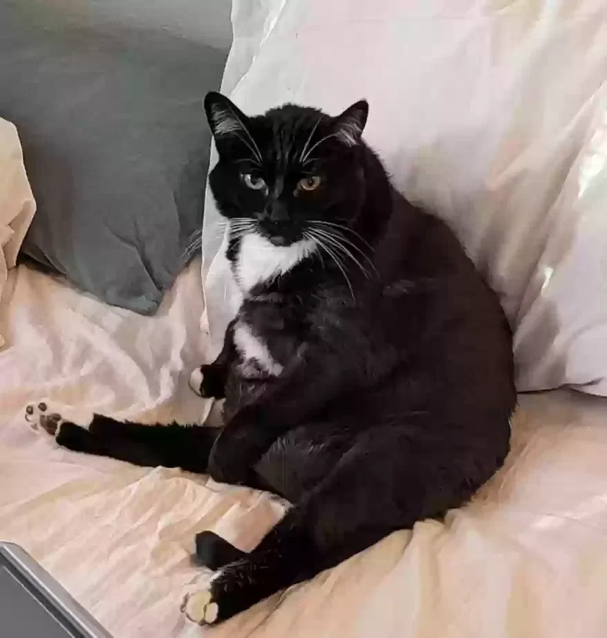 Lost cat in Sacramento, CA, 95842