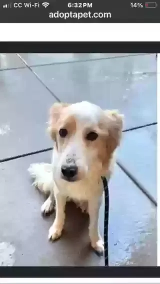 Lost dog in Albuquerque, NM, 87123