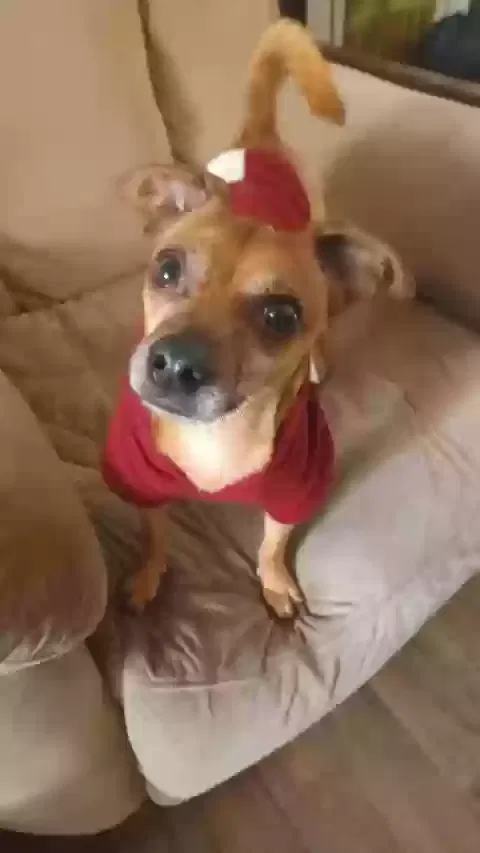 Lost dog in Summerville, SC, 29483
