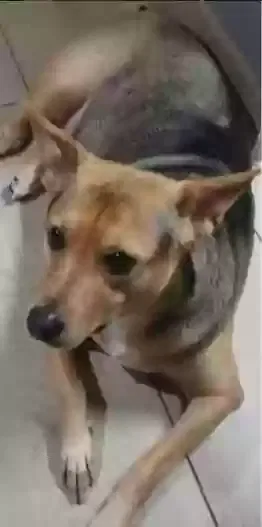 Lost dog in Summerville, SC, 29483