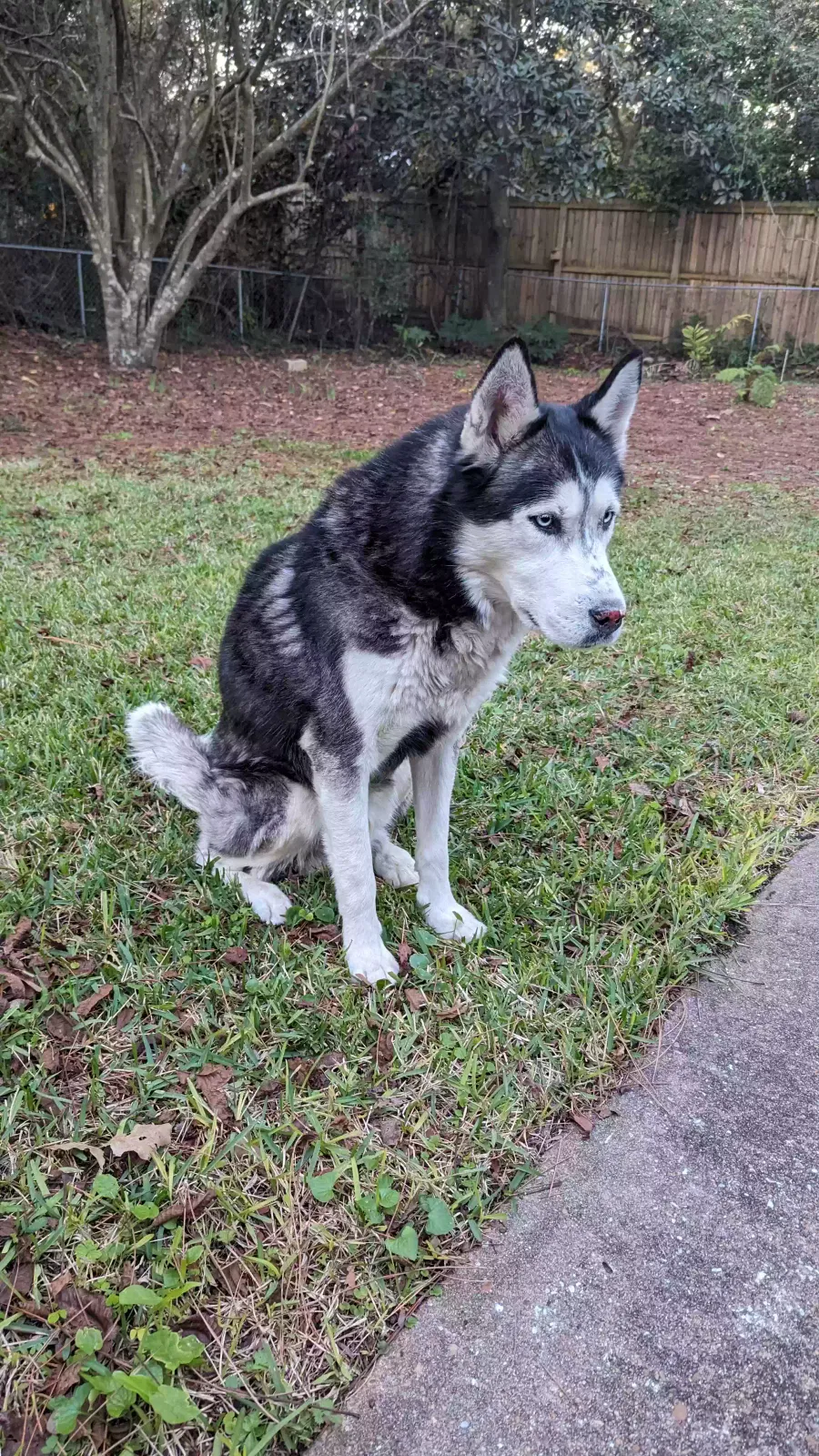 Found dog in Mobile, AL, 36606