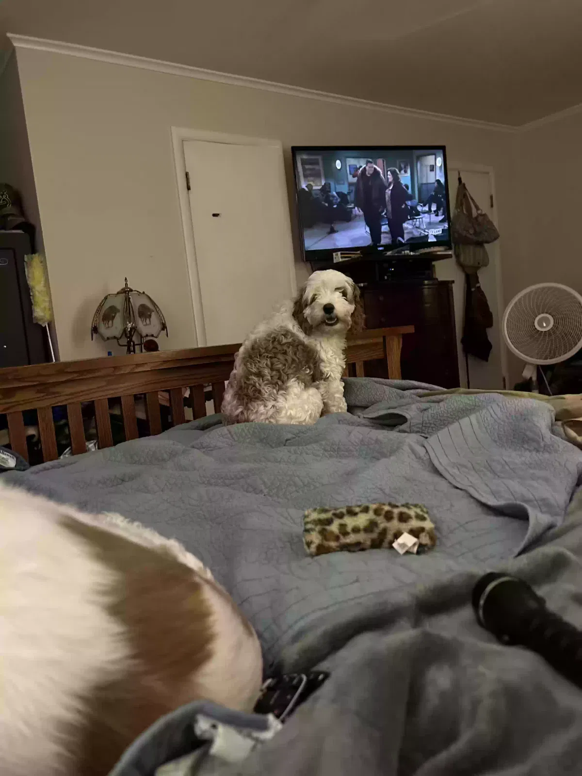 Lost dog in Pine Bluff, AR, 71603