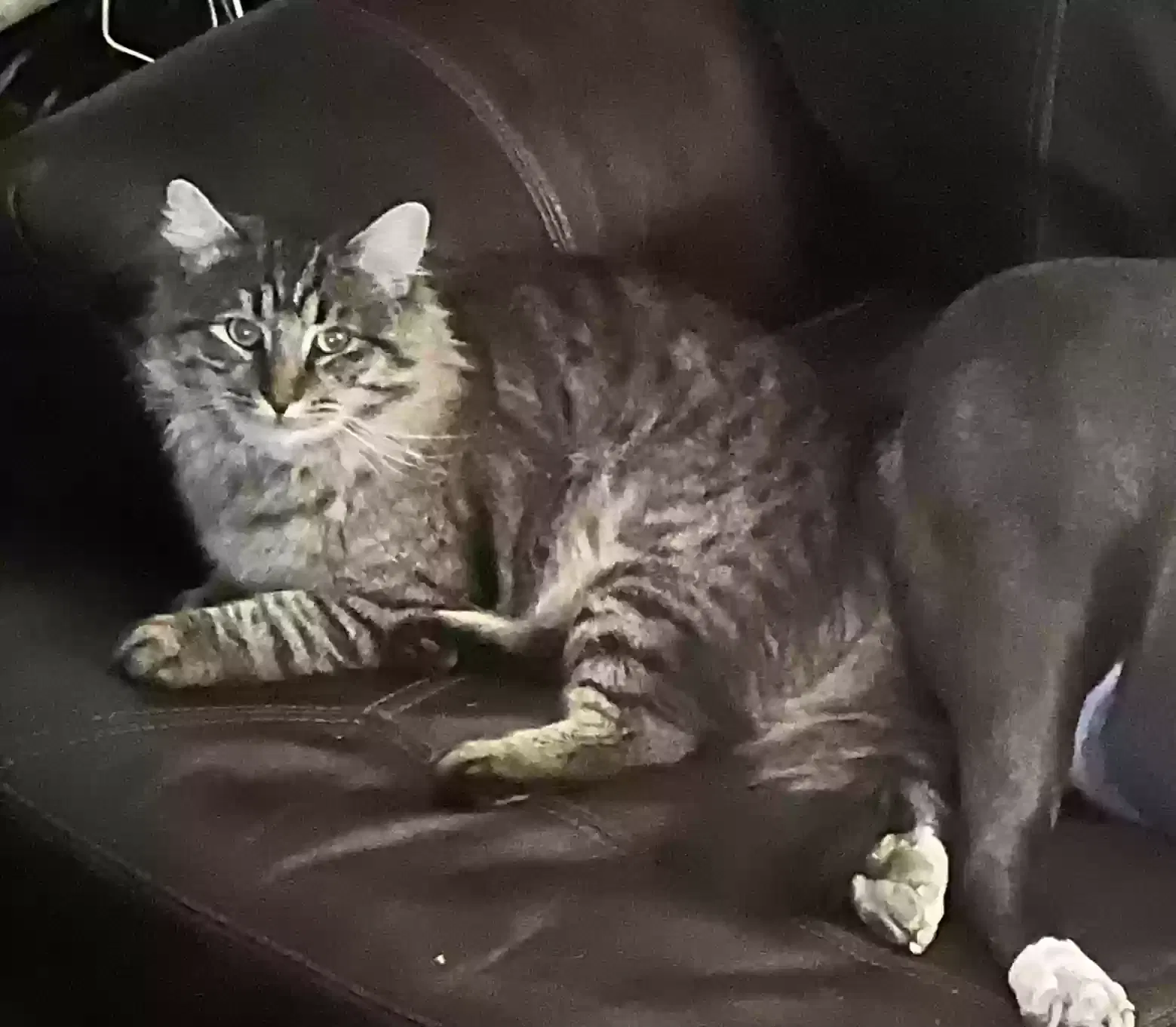 Lost cat in Las Vegas, NV, 89128