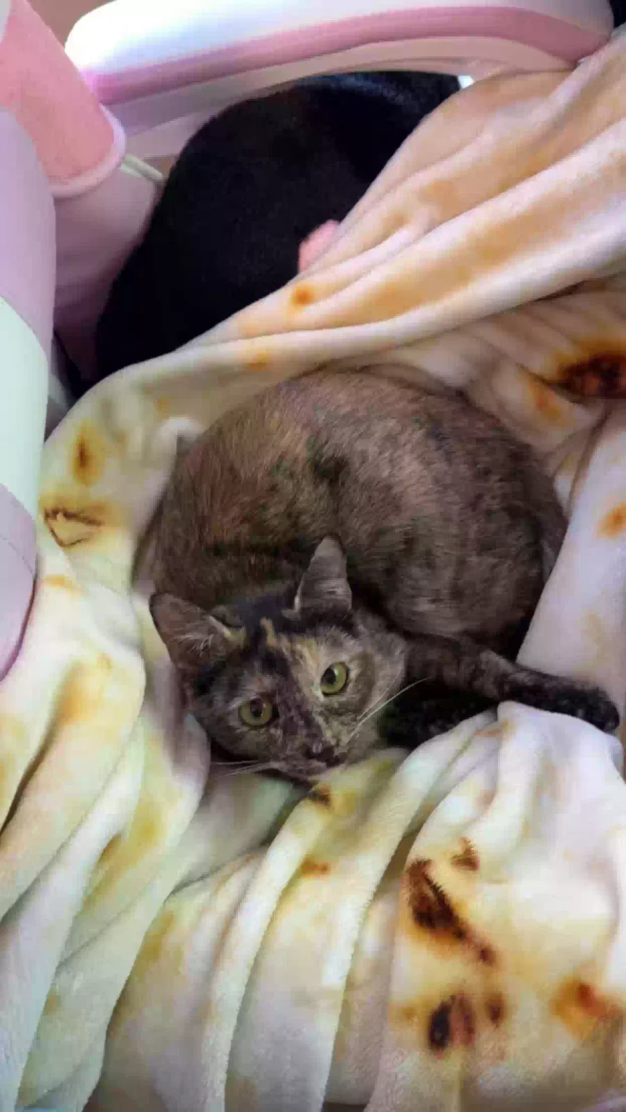 Lost cat in Kernersville, NC, 27284