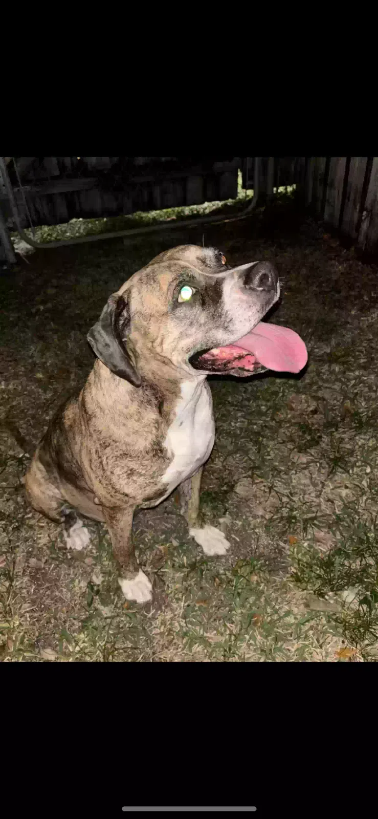 Found dog in Hollywood, FL, 33023