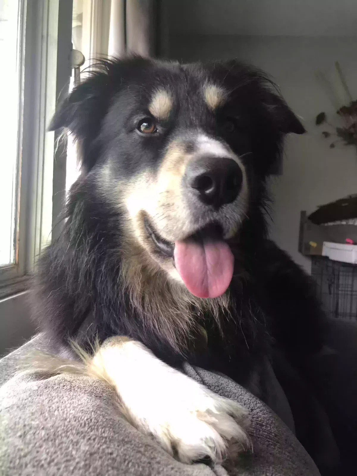 Lost dog in South Bend, IN, 46614