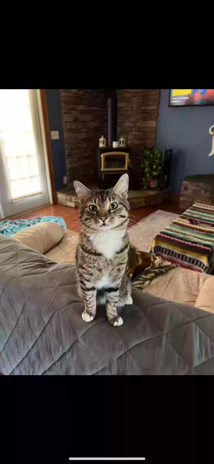 Lost cat in Smithville, GA, 31787