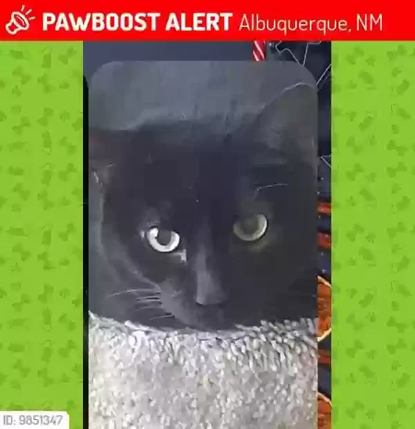 Lost cat in Albuquerque, NM, 87109