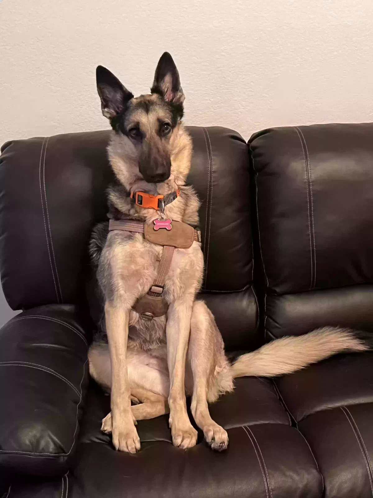 Lost dog in San Antonio, TX, 78216