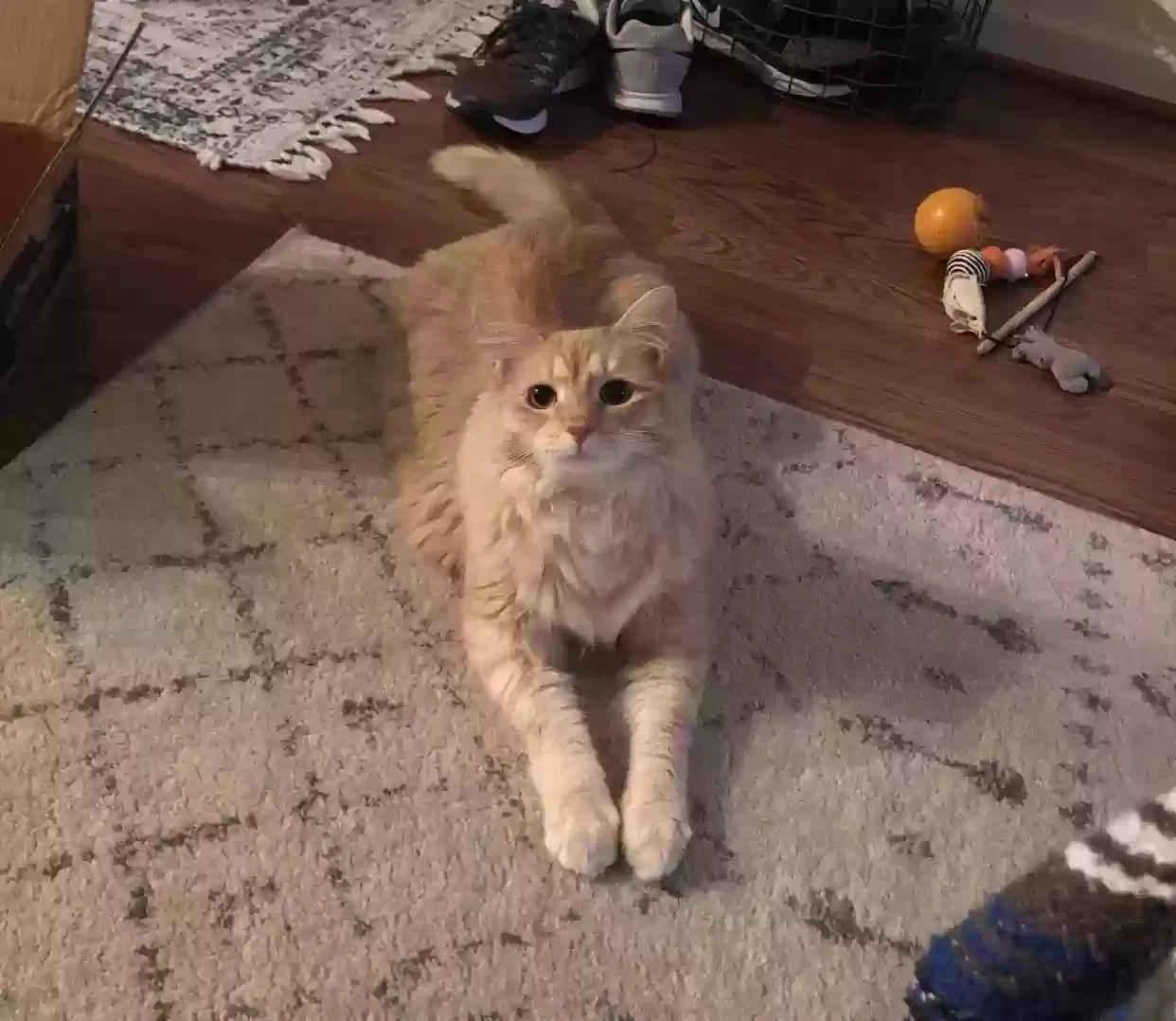 Lost cat in Charlotte, NC, 28204