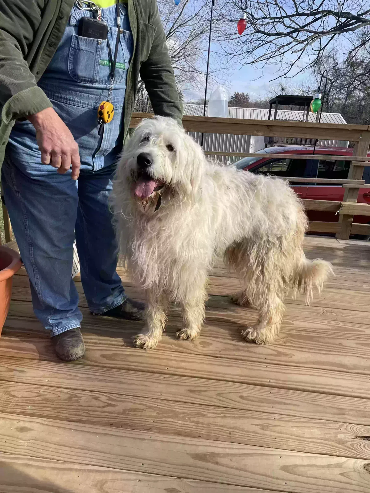 Found dog in De Soto, MO, 63020