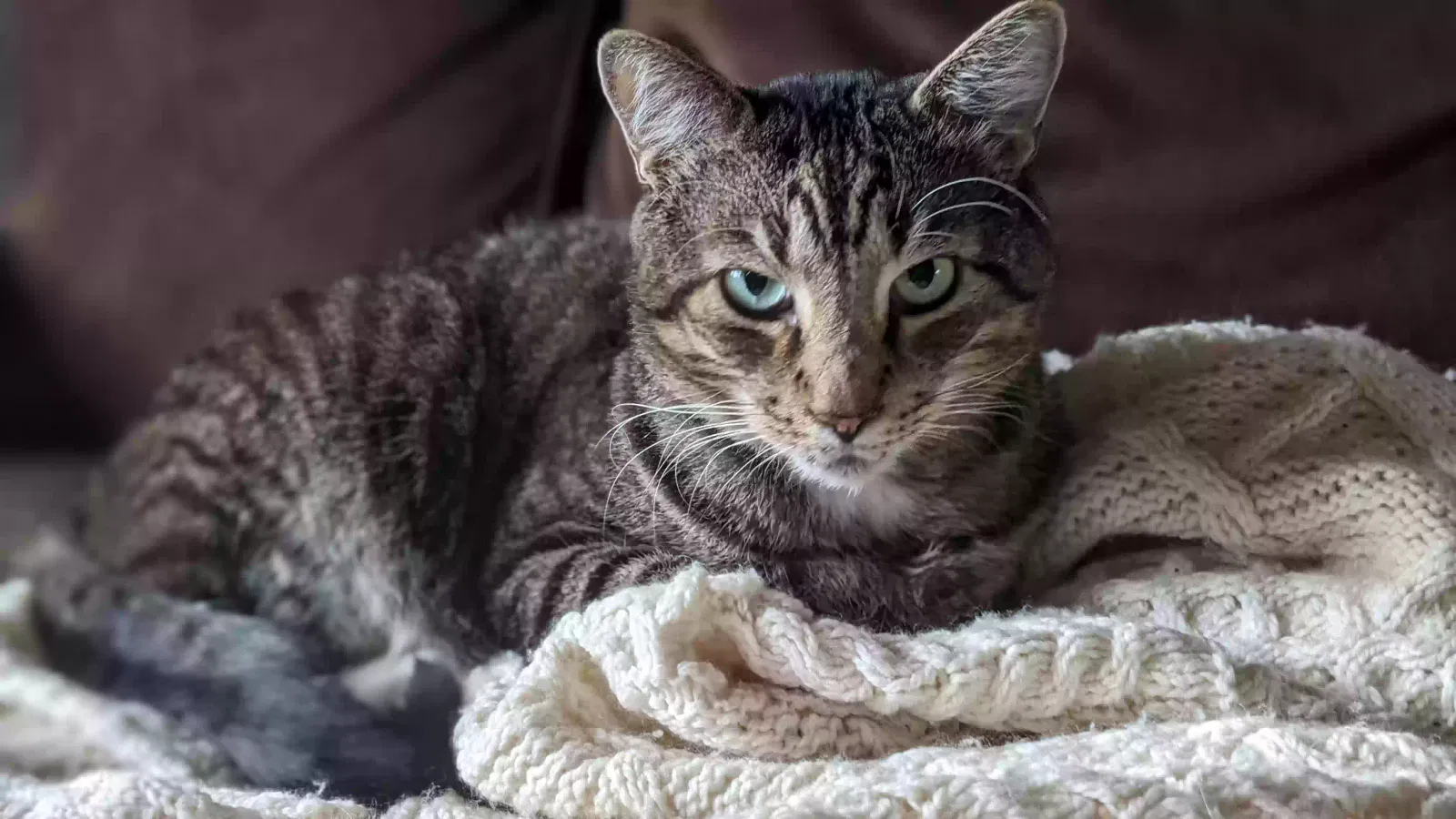 Lost cat in Greenwich, CT, 6831