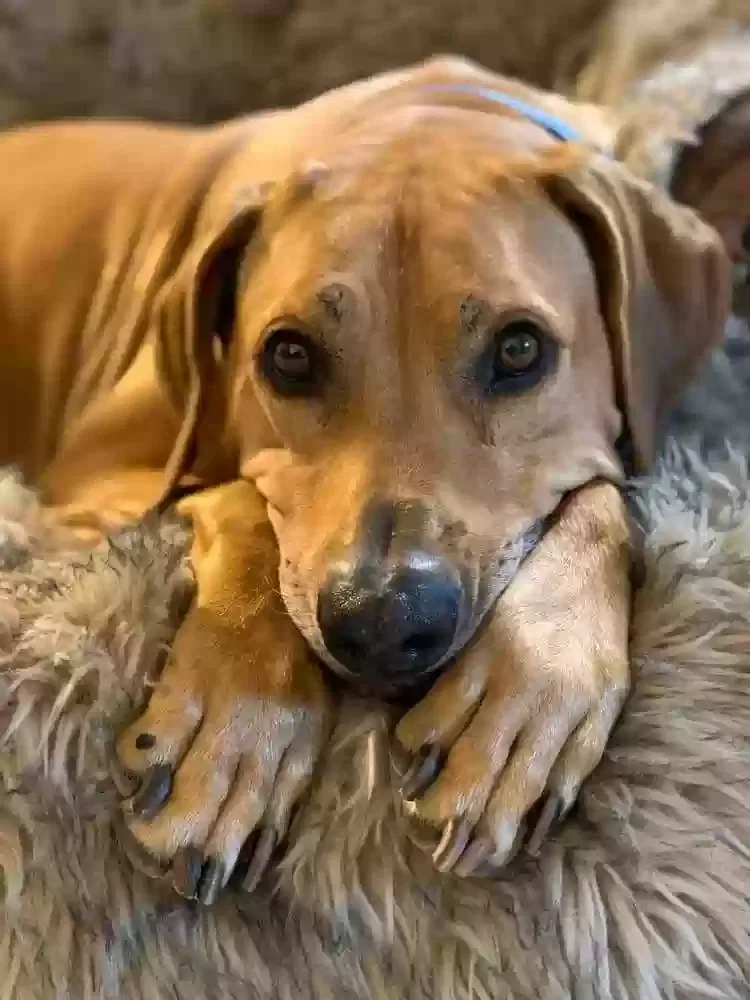Lost dog in Tulsa, OK, 74135