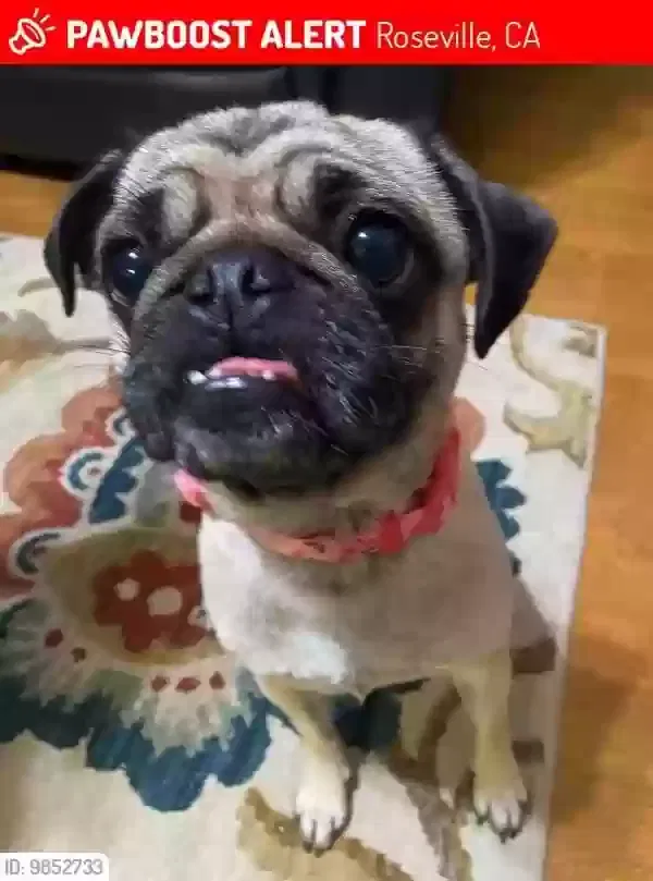 Lost dog in Roseville, CA, 95678