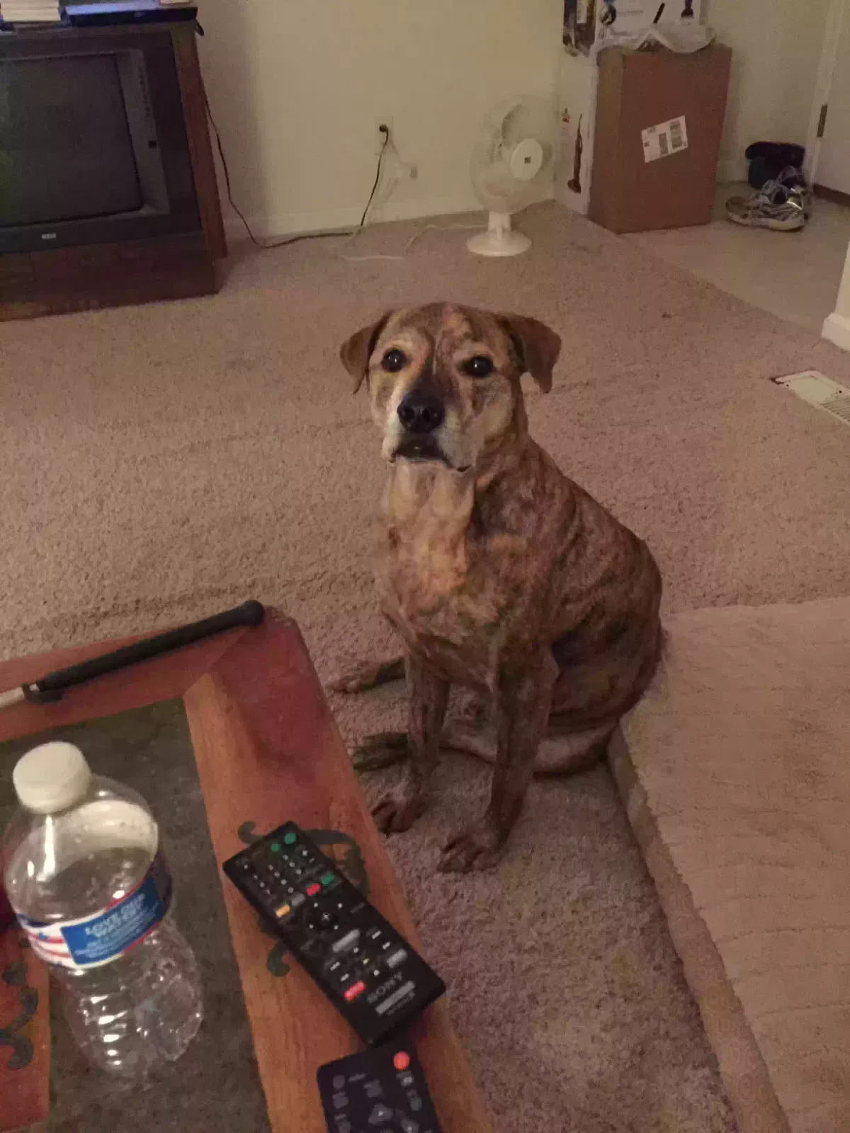 Lost dog in Evansville, IN, 47725