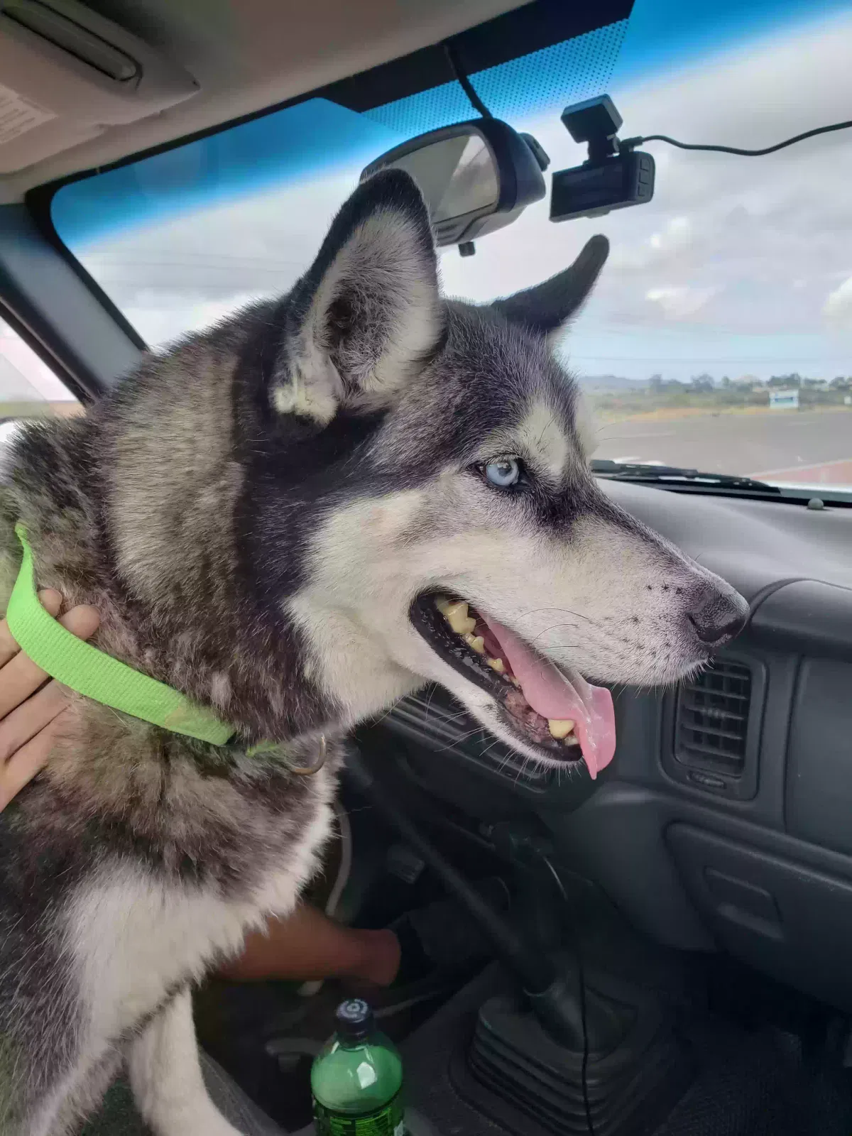 Found dog in Casa Grande, AZ, 85122