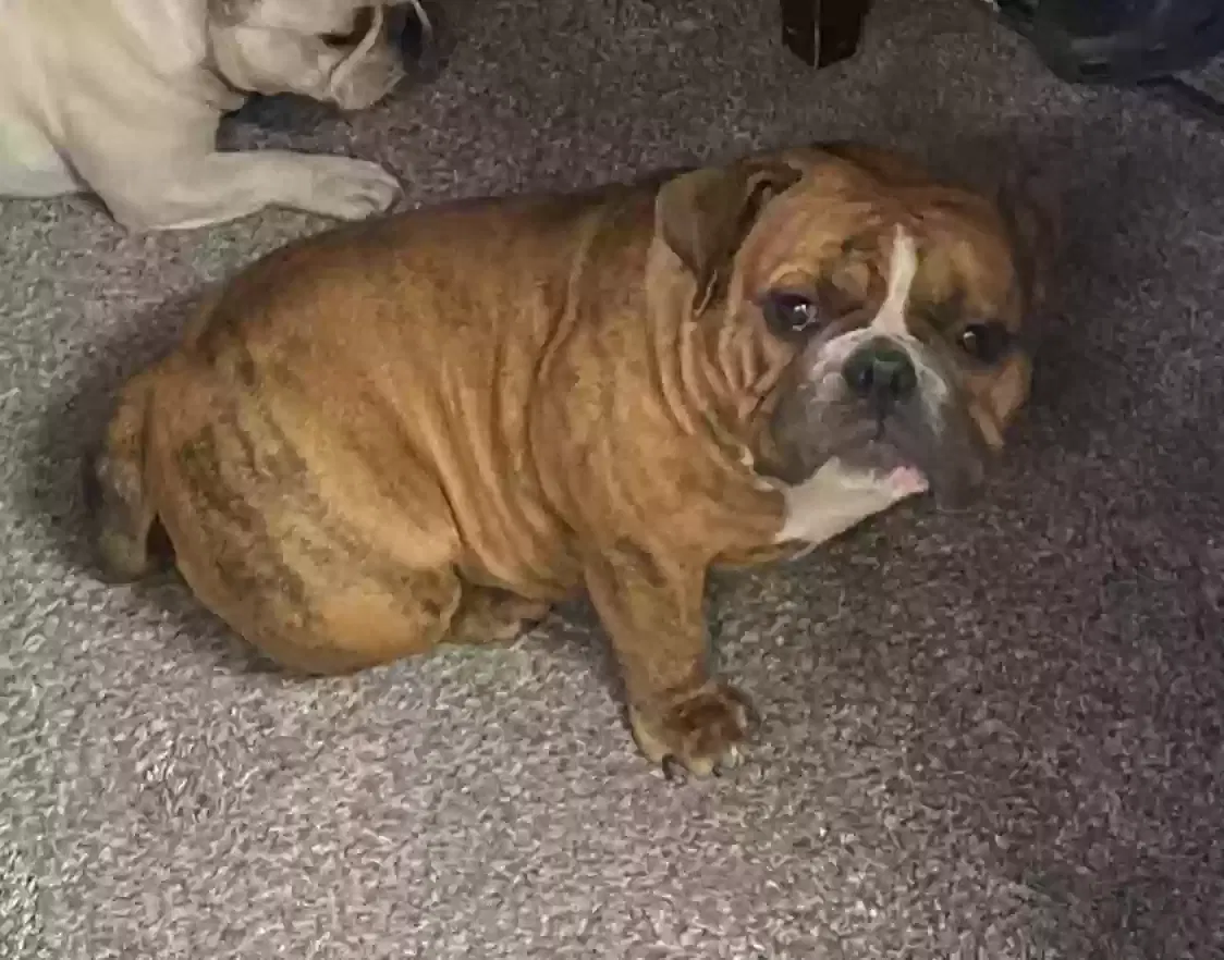 Lost dog in Chino, CA, 91710