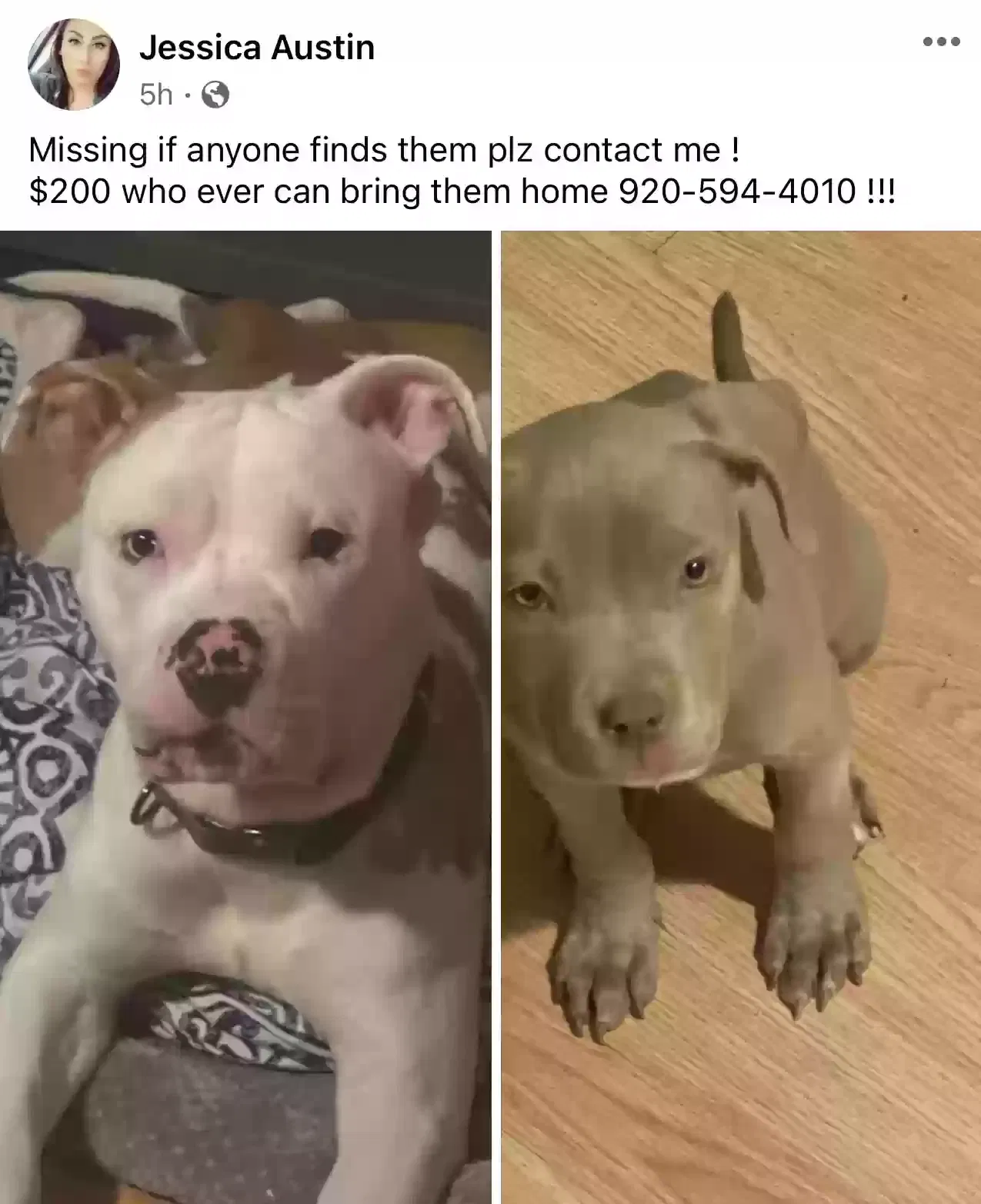 Lost dog in Neenah, WI, 54956
