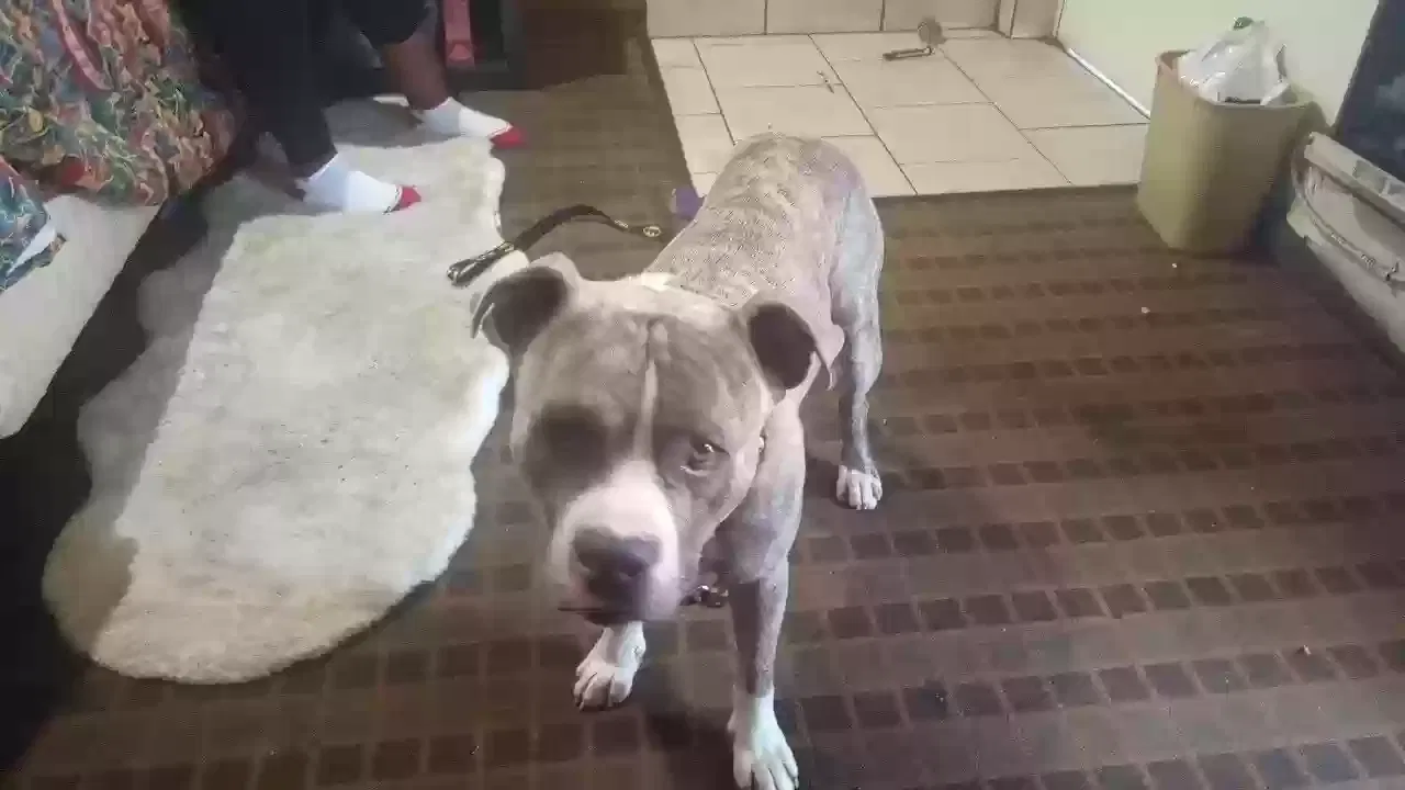 Lost dog in Fort Worth, TX, 76133