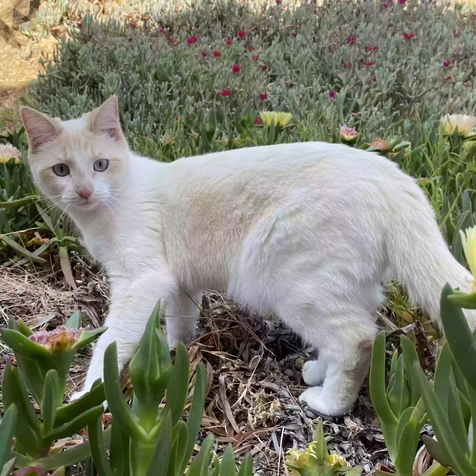 Lost cat in Chula Vista, CA, 91910