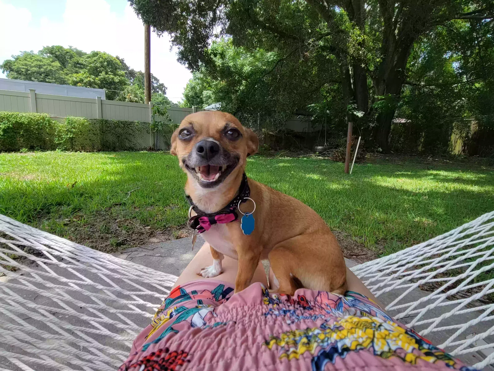 Lost dog in Orlando, FL, 32807