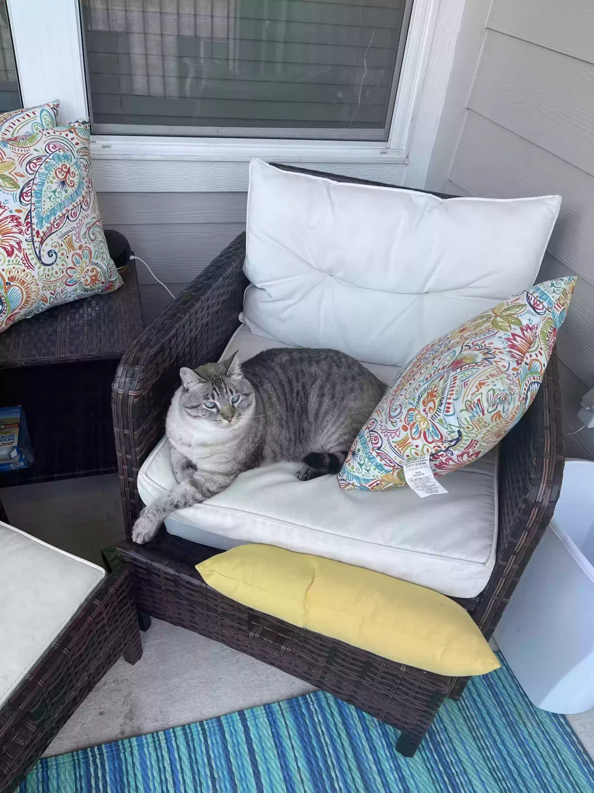 Lost cat in Tucson, AZ, 85708