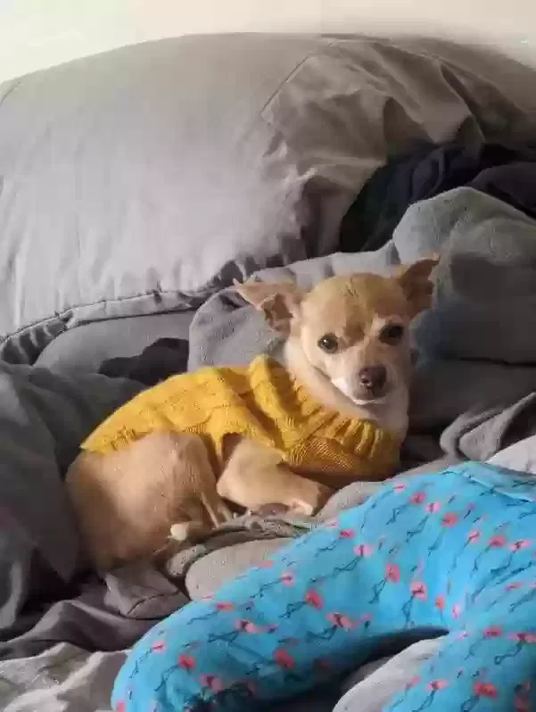 Lost dog in National City, CA, 91950
