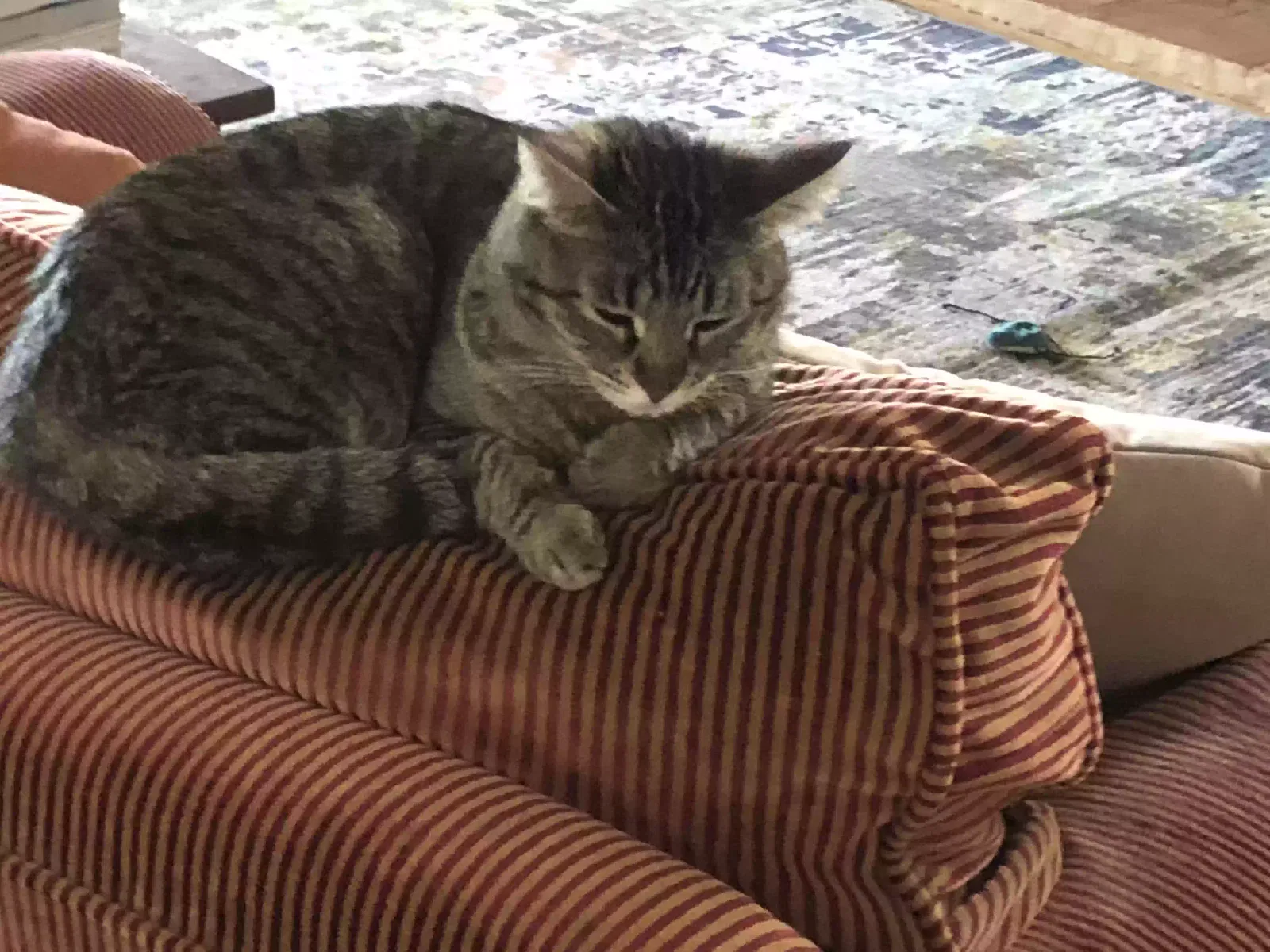 Lost cat in Sunland, CA, 91040