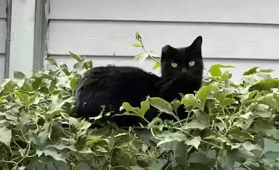 Lost cat in Cape Canaveral, FL, 32920