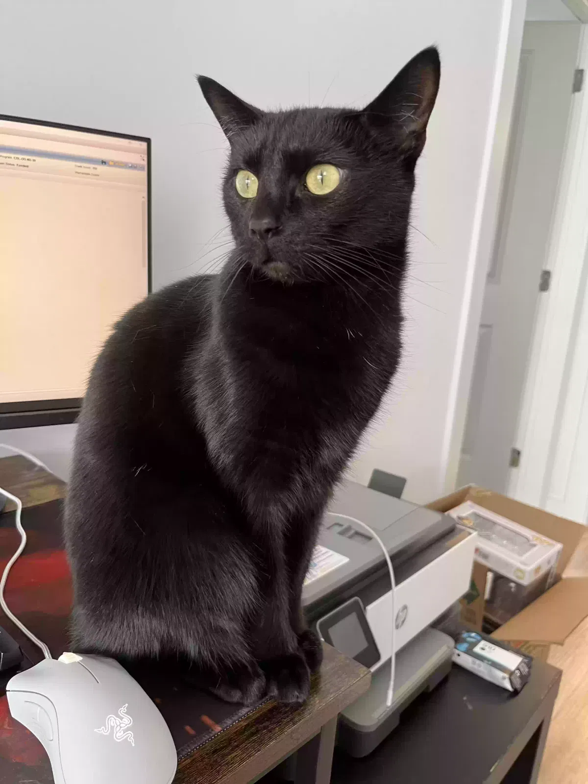 Lost cat in Greensboro, NC, 27407