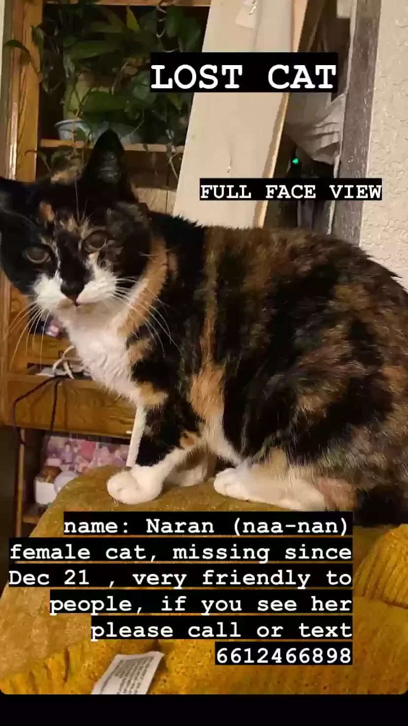 Lost cat in Bakersfield, CA, 93311