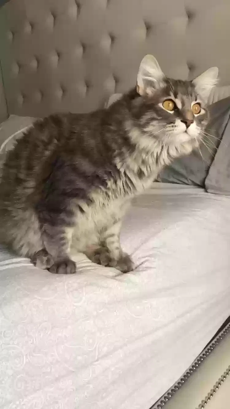 Lost cat in Loves Park, IL, 61111