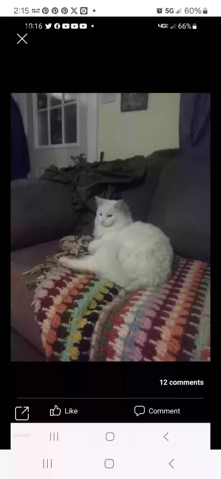 Lost cat in Springfield, MO, 65802