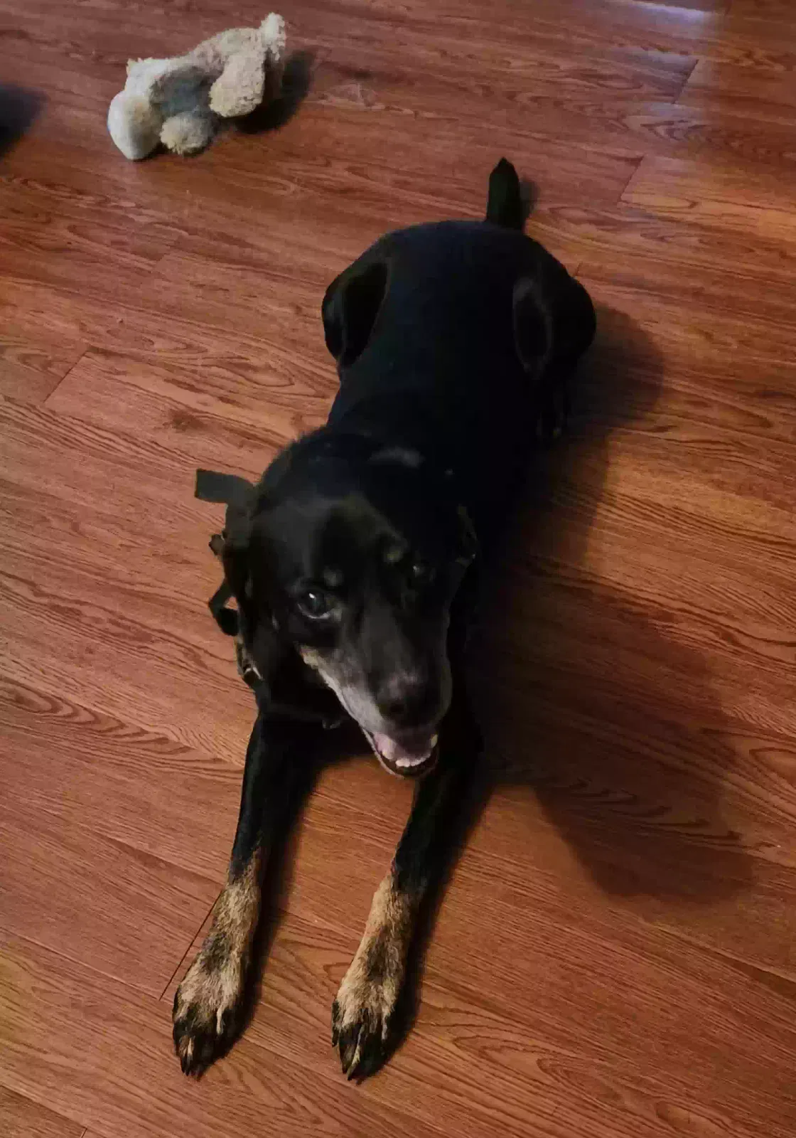 Found dog in Ridgeland, SC, 29936
