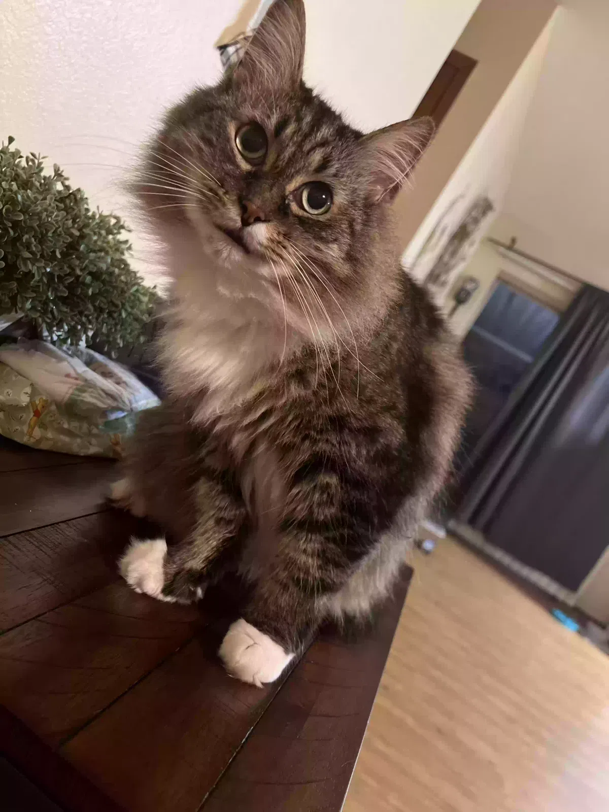 Lost cat in Odessa, FL, 33556