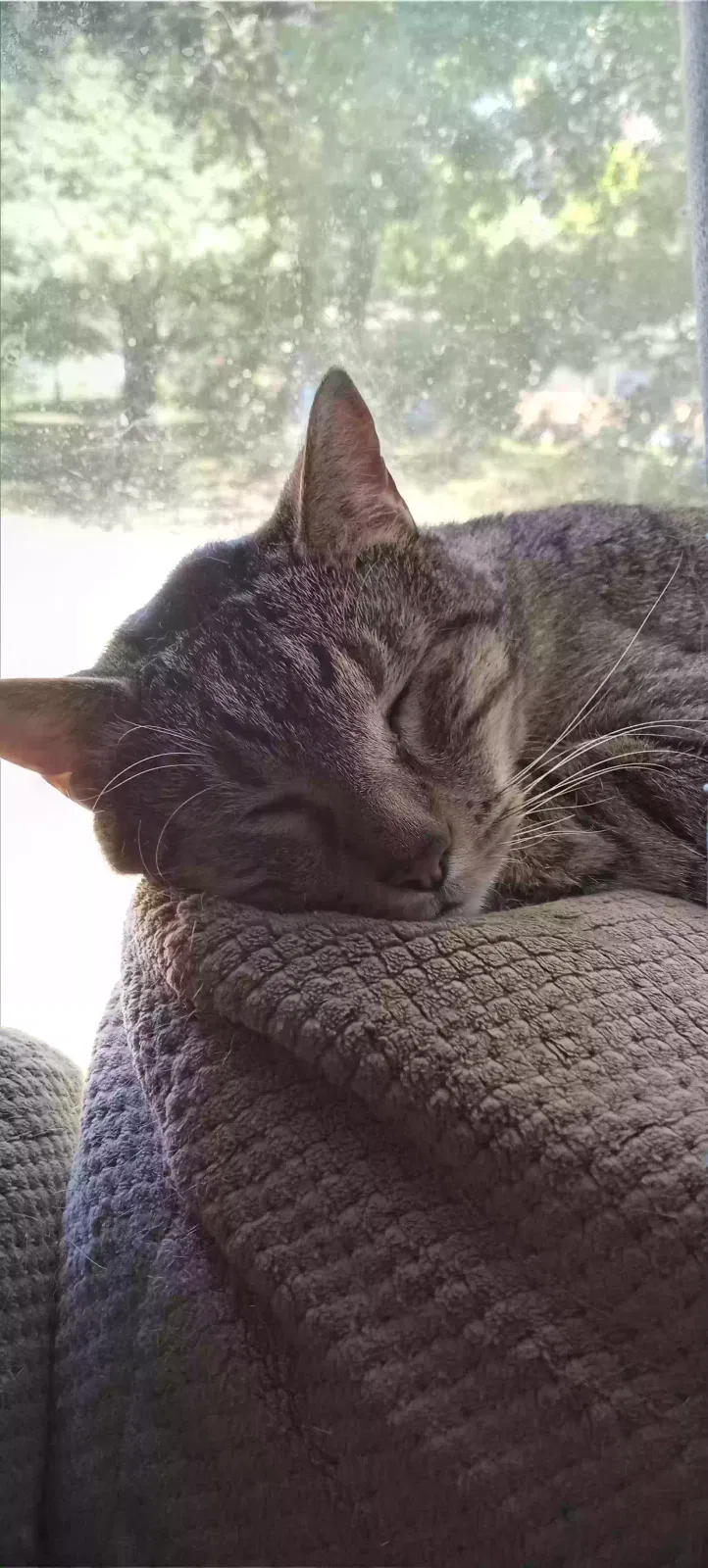 Lost cat in Kansas City, MO, 64133