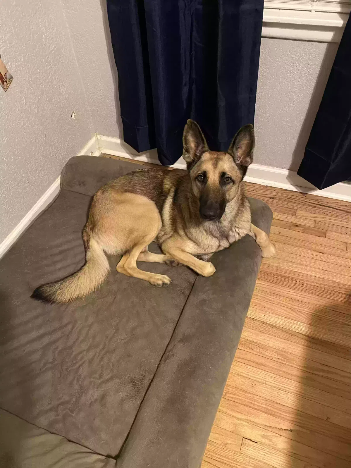 Lost dog in Arlington, TX, 76010