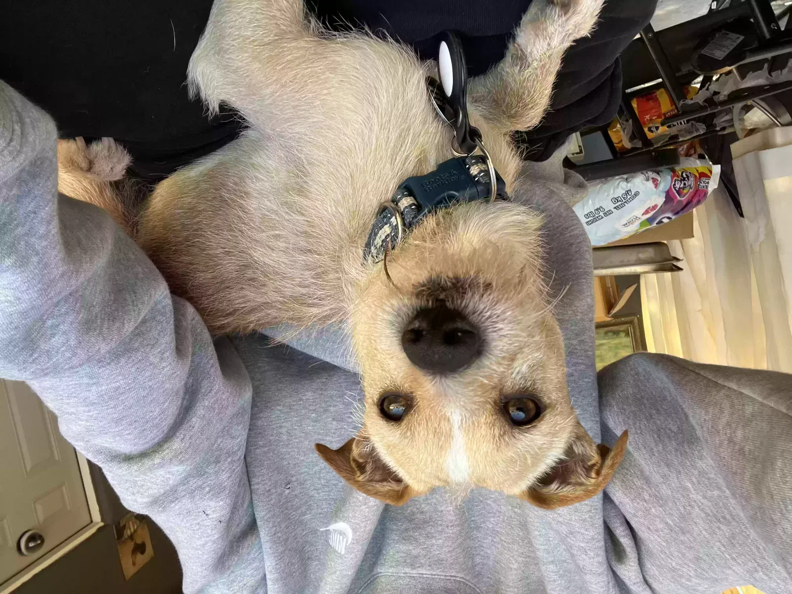 Lost dog in Phoenix, AZ, 85008