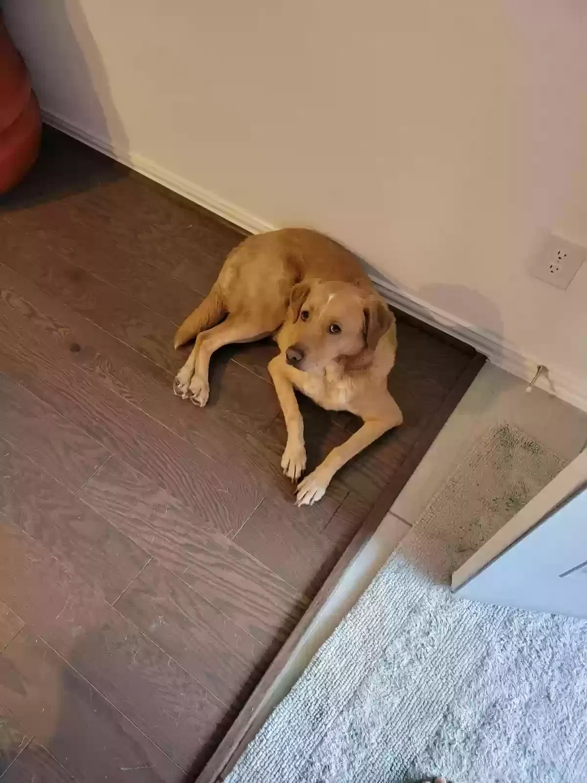 Lost dog in Richmond, TX, 77469