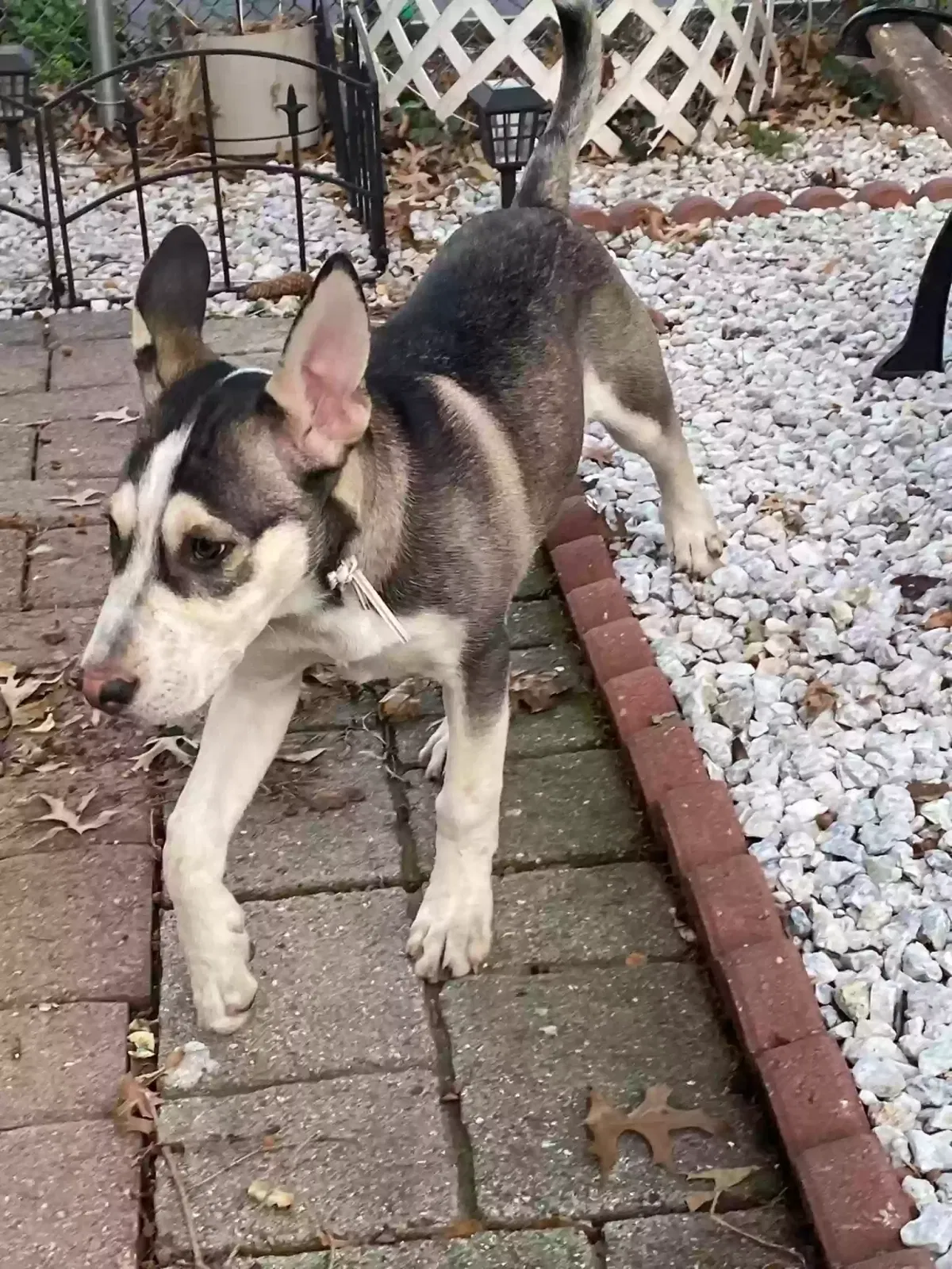 Found dog in Irvington, NJ, 7111