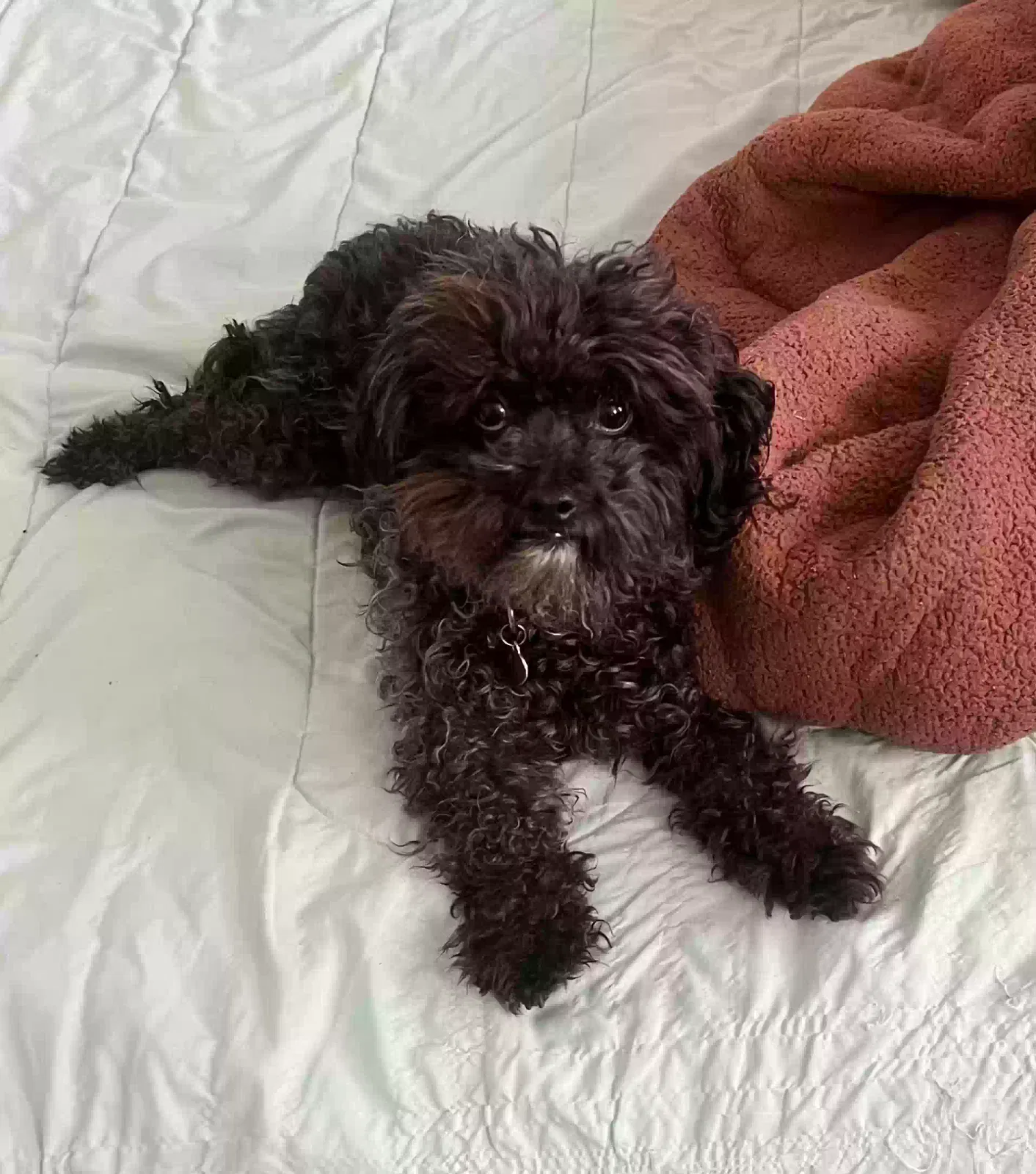 Lost dog in Aurora, CO, 80012