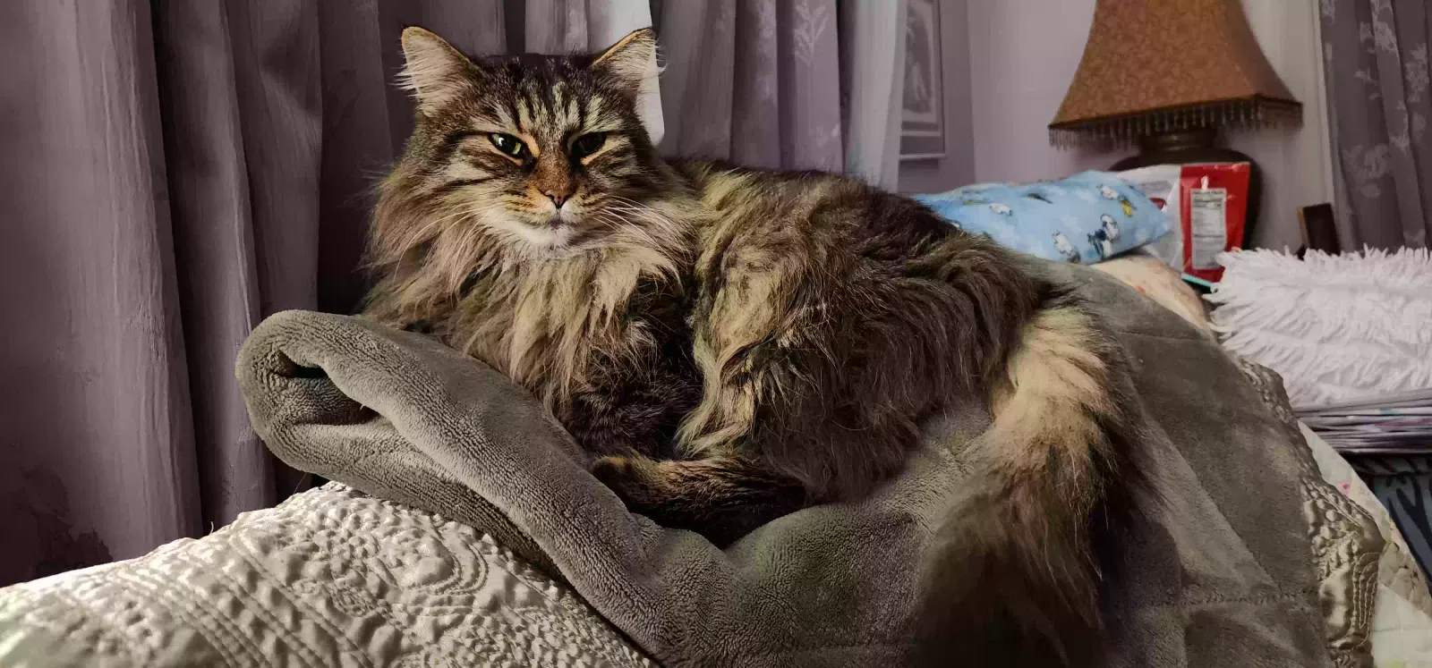 Lost cat in Euclid, OH, 44123