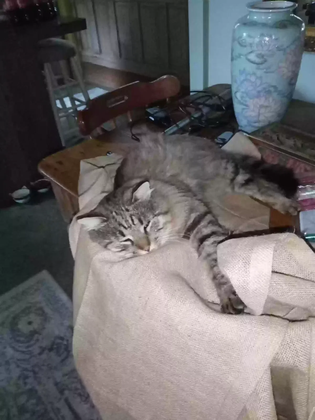 Lost cat in Westwego, LA, 70094