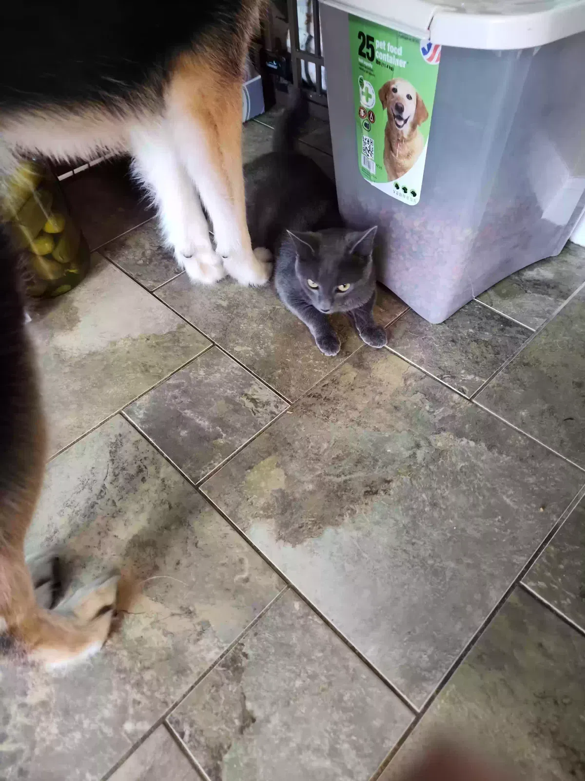 Lost cat in Trinity, NC, 27370
