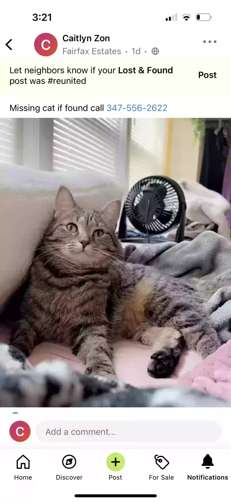 Lost cat in Buffalo, NY, 14221