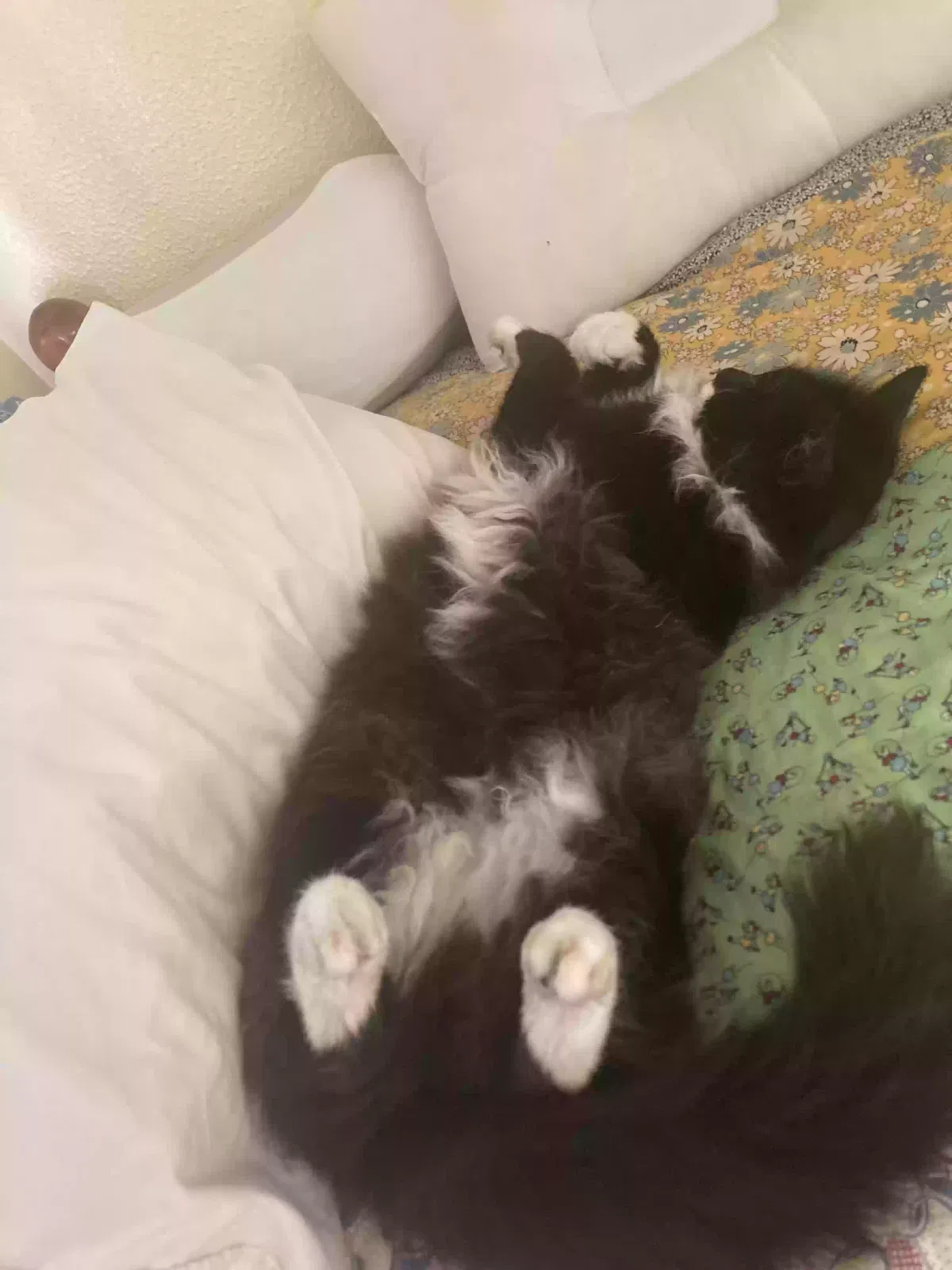 Lost cat in Tangent, OR, 97389
